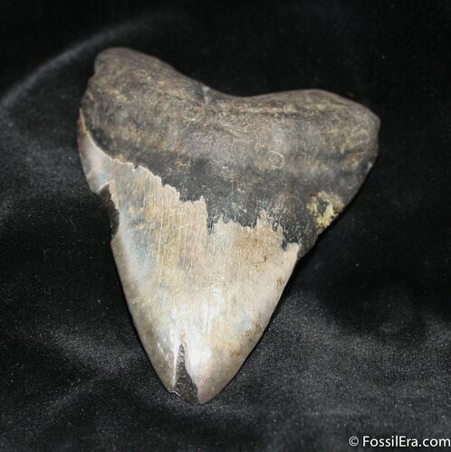 Inexpensive Inch Megalodon Tooth #943